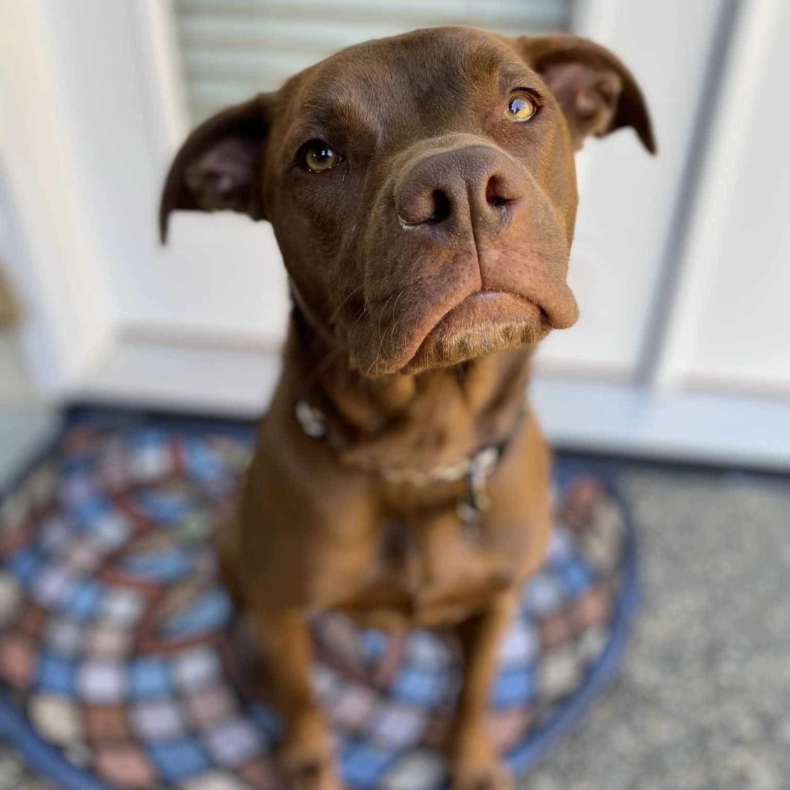 Enlarge Molly, a Adoptable mixed breed in Omaha, NE image 4/6