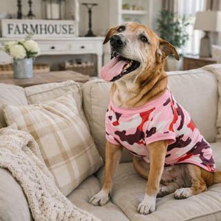 Enlarge Gemma {COMING SOON}, a Adoptable mixed breed in Nashville, TN image 2/2