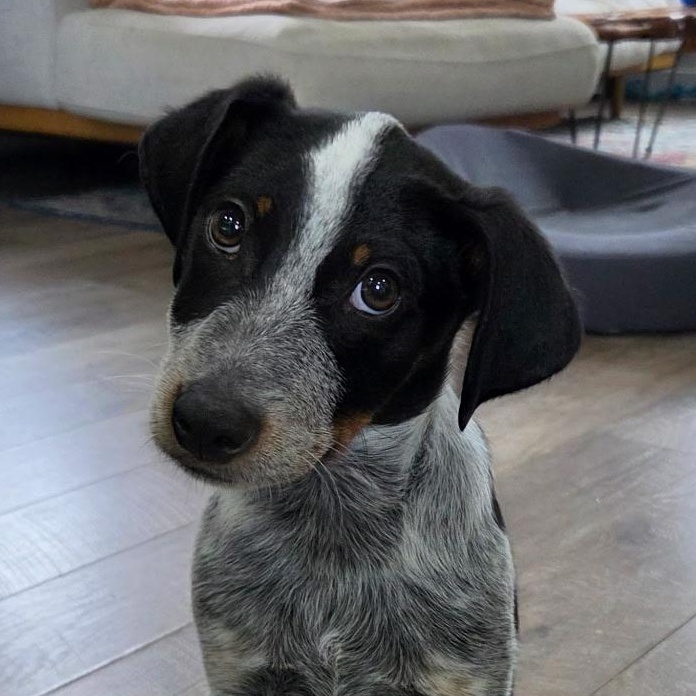 Midnight, ADOPTABLE, Puppy Male Australian Cattle Dog / Blue Heeler.