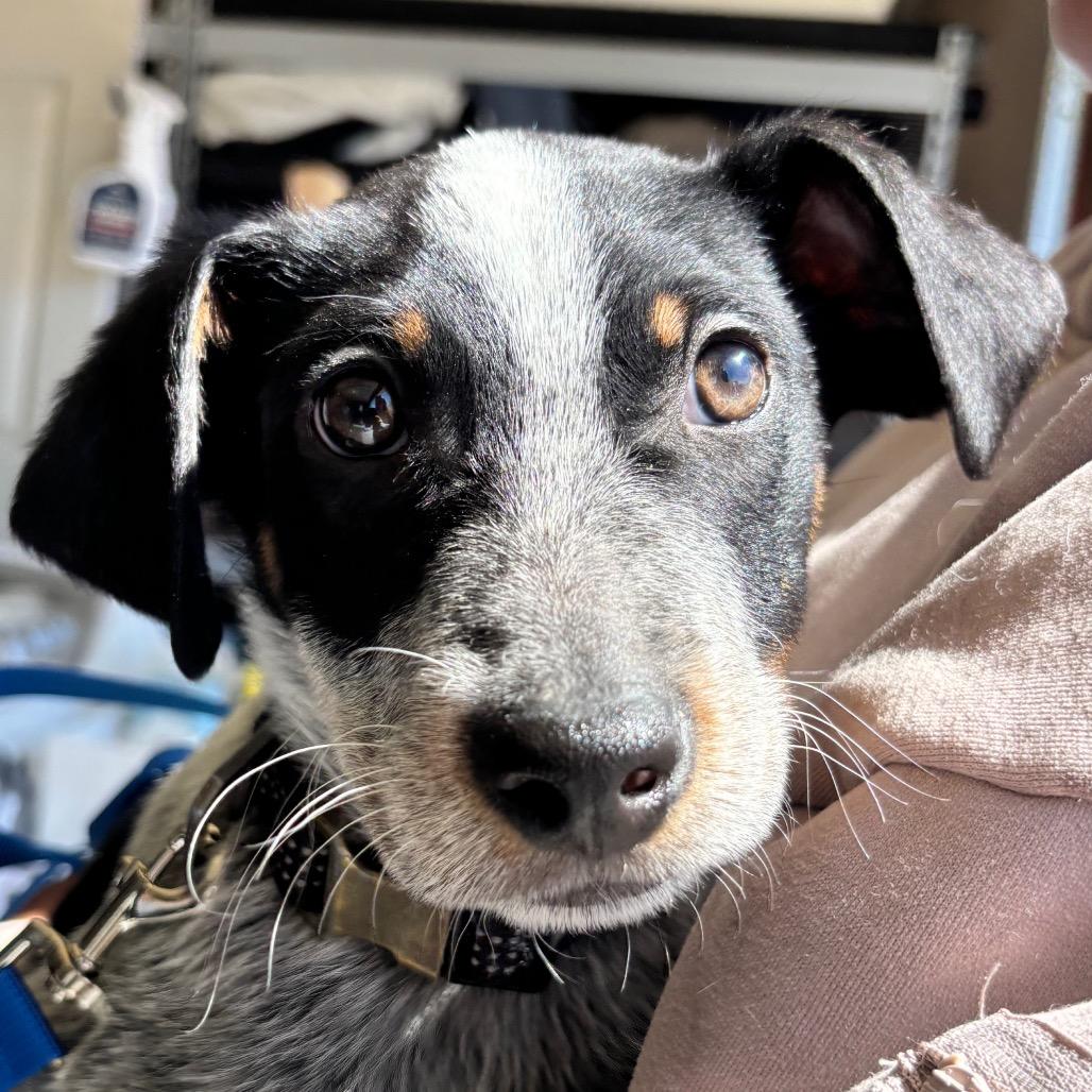 Enlarge Midnight, a ADOPTABLE mixed breed in Richmond, VA image 2/3