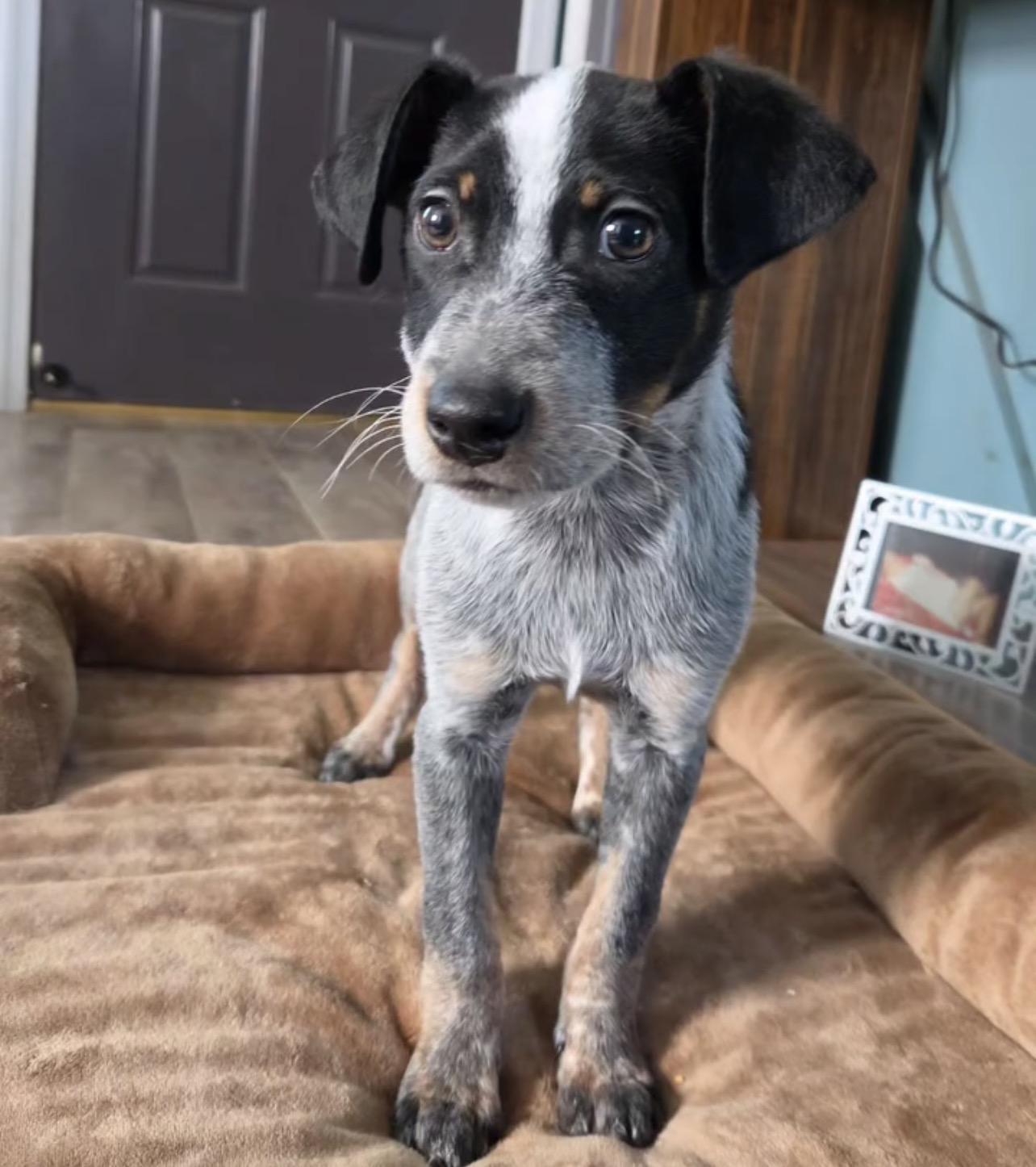 Enlarge Midnight, a ADOPTABLE mixed breed in Richmond, VA image 3/3