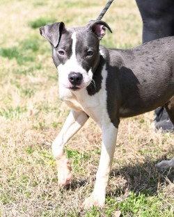 DI 92 Boston, Adoptable, Young Male Pit Bull Terrier.