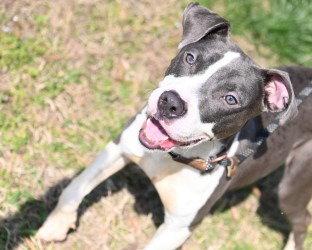 Enlarge DI 92 Boston, a Adoptable Pit Bull Terrier in Glen Allen, VA image 2/3