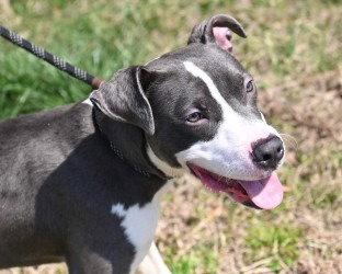 Enlarge DI 92 Boston, a Adoptable Pit Bull Terrier in Glen Allen, VA image 3/3