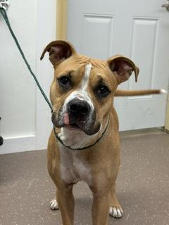 Jessie, Adoptable, Adult Female Pit Bull Terrier & Mixed Breed.