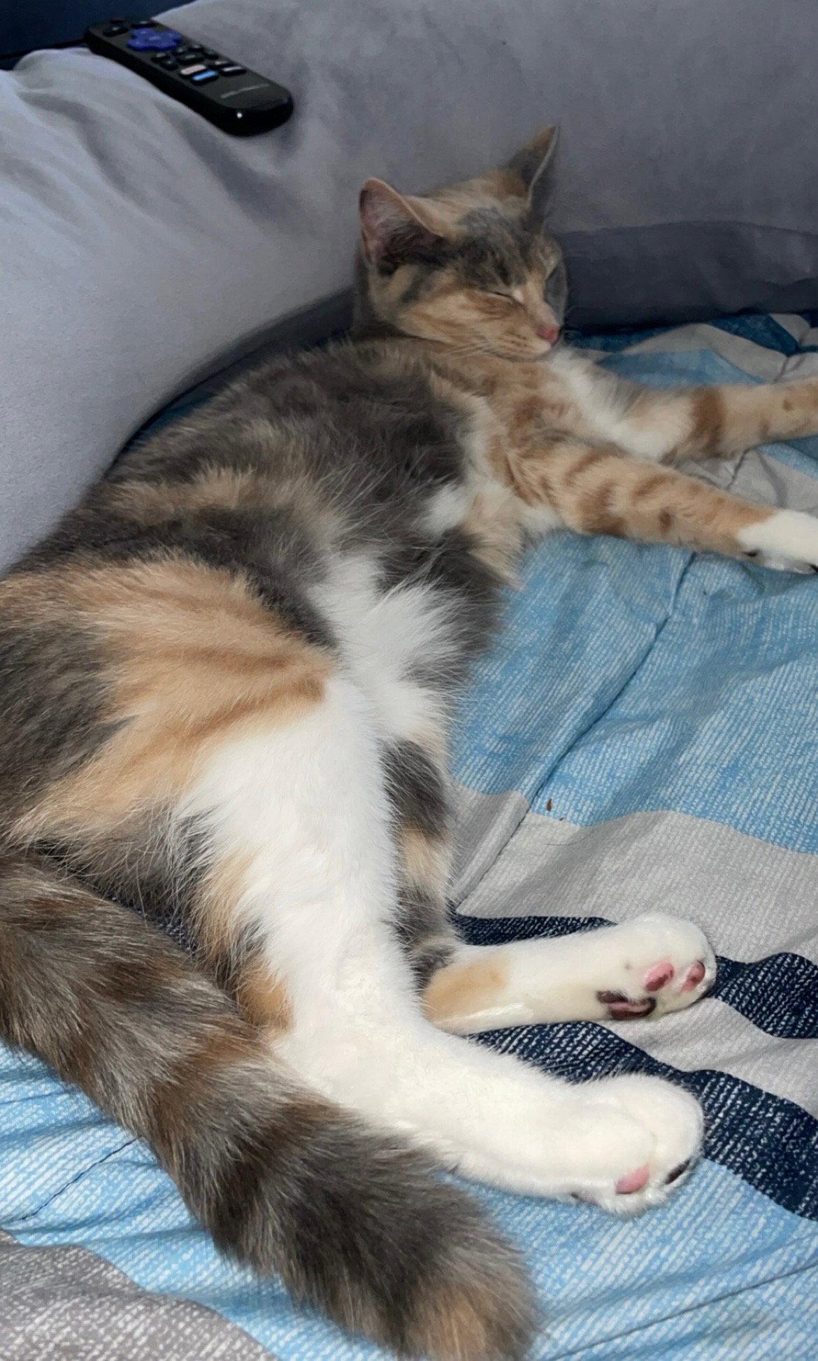 Mila, Adopted, Young Female Dilute Calico.