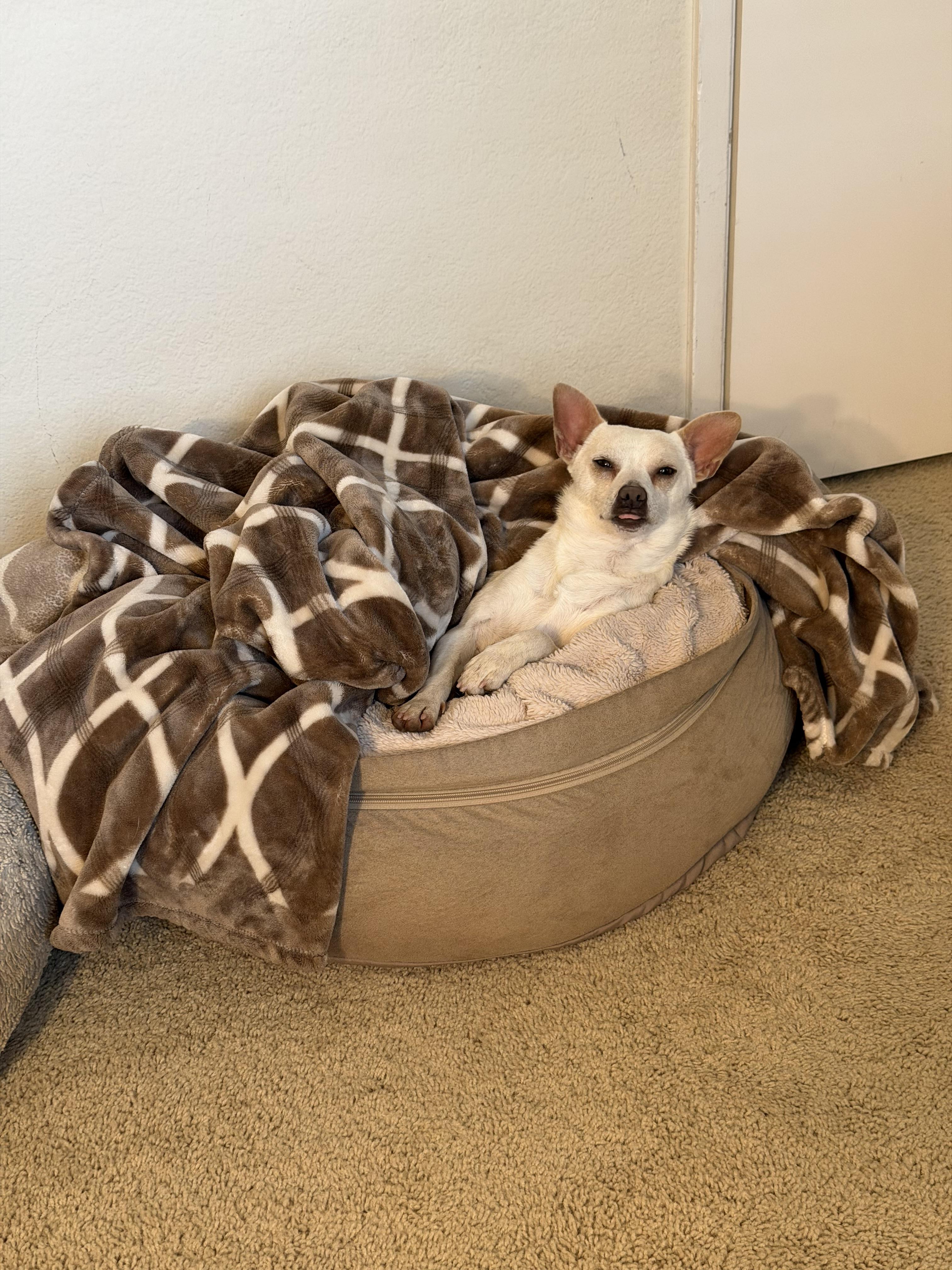 Enlarge Tank, a Adoptable mixed breed in Fremont, CA image 4/4