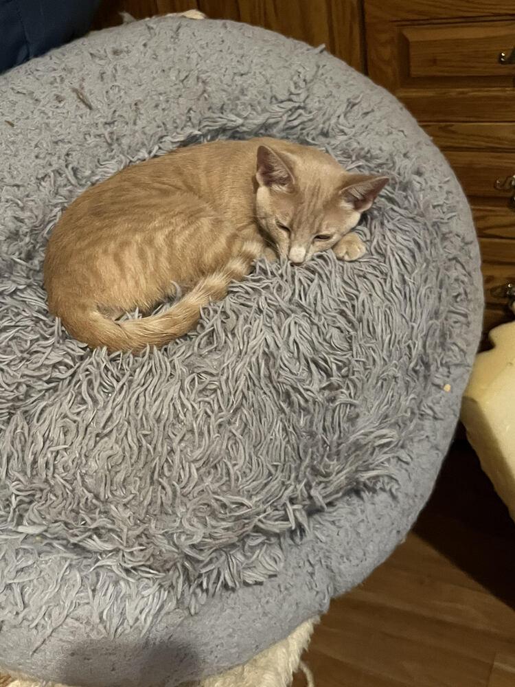 Tang, Adoptable, Young Female Domestic Short Hair.