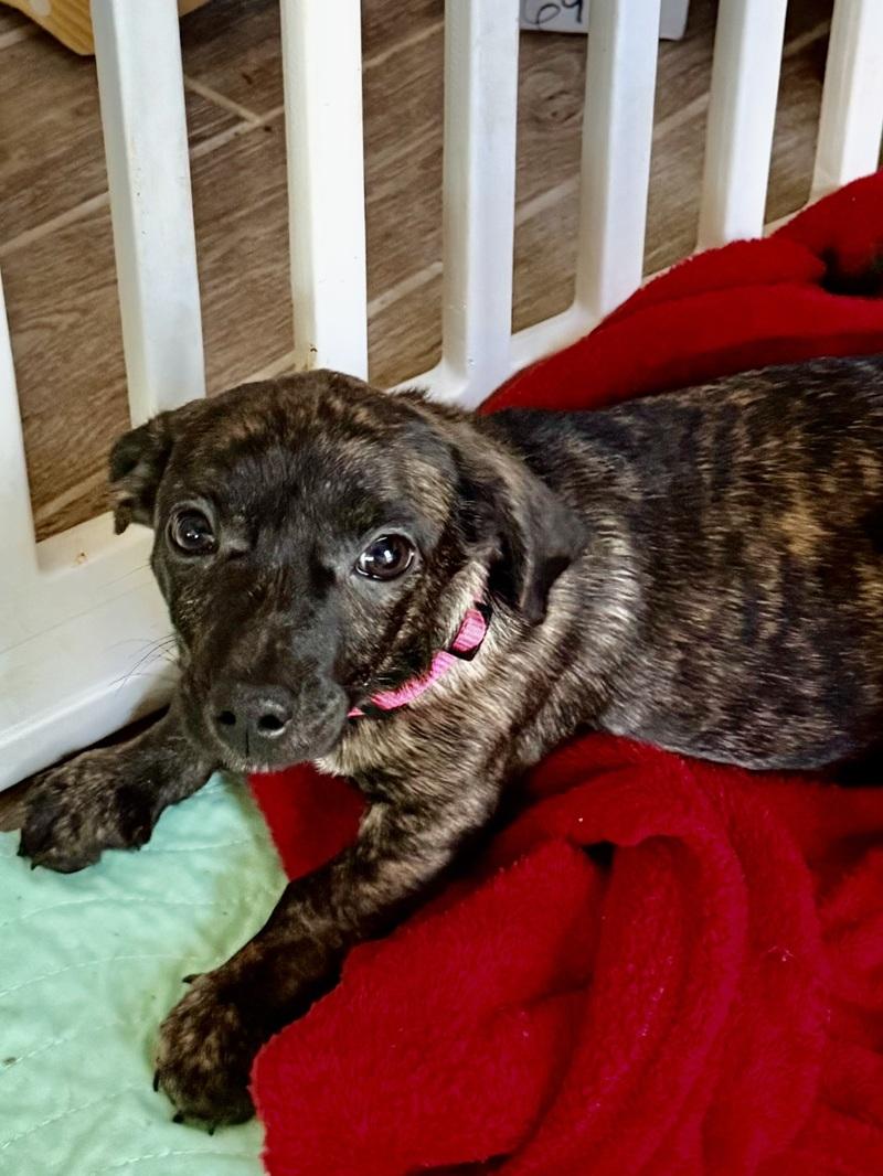 Enlarge Candy Cane, an adoption pending mixed breed in Temple, TX image 3/6