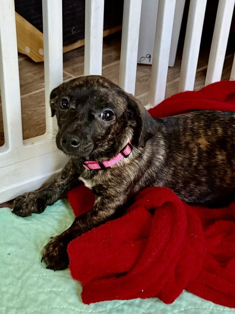 Enlarge Candy Cane, an adoption pending mixed breed in Temple, TX image 2/6