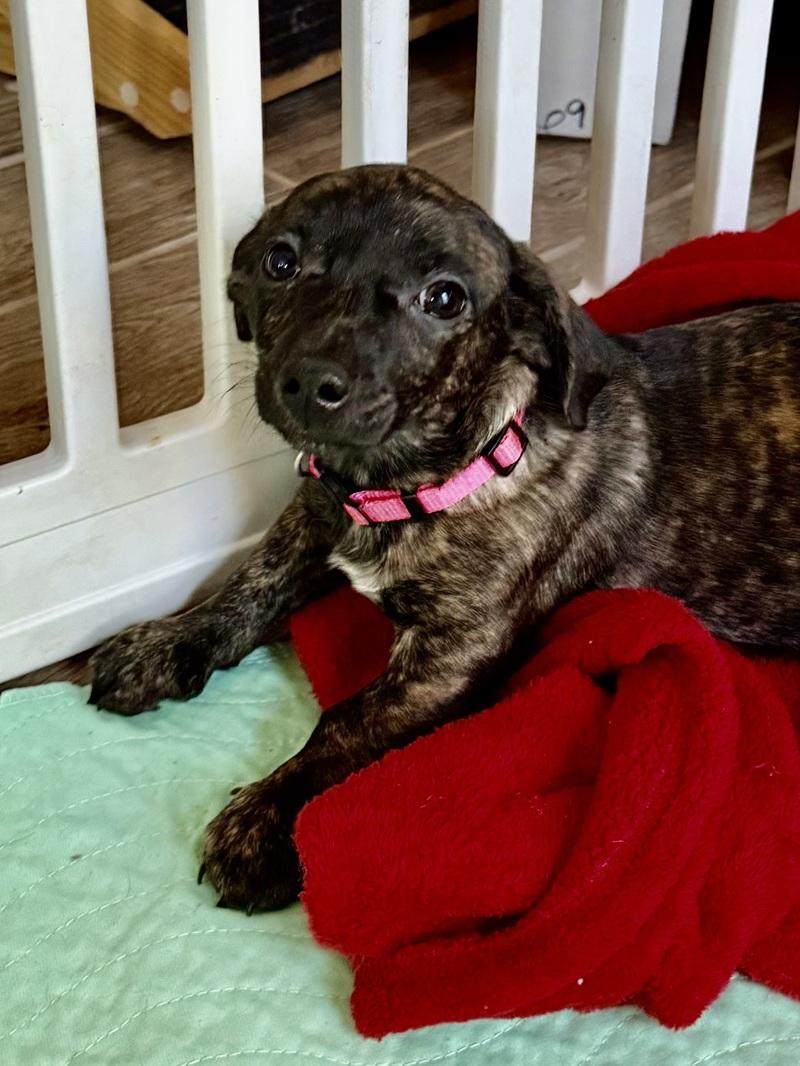 Enlarge Candy Cane, an adoption pending mixed breed in Temple, TX image 5/6