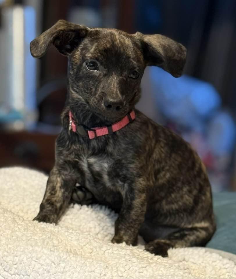 Enlarge Candy Cane, an adoption pending mixed breed in Temple, TX image 1/6
