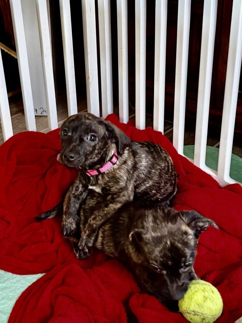 Enlarge Candy Cane, an adoption pending mixed breed in Temple, TX image 4/6