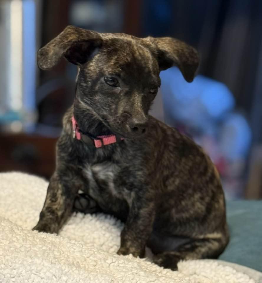 Enlarge Candy Cane, an adoption pending mixed breed in Temple, TX image 6/6