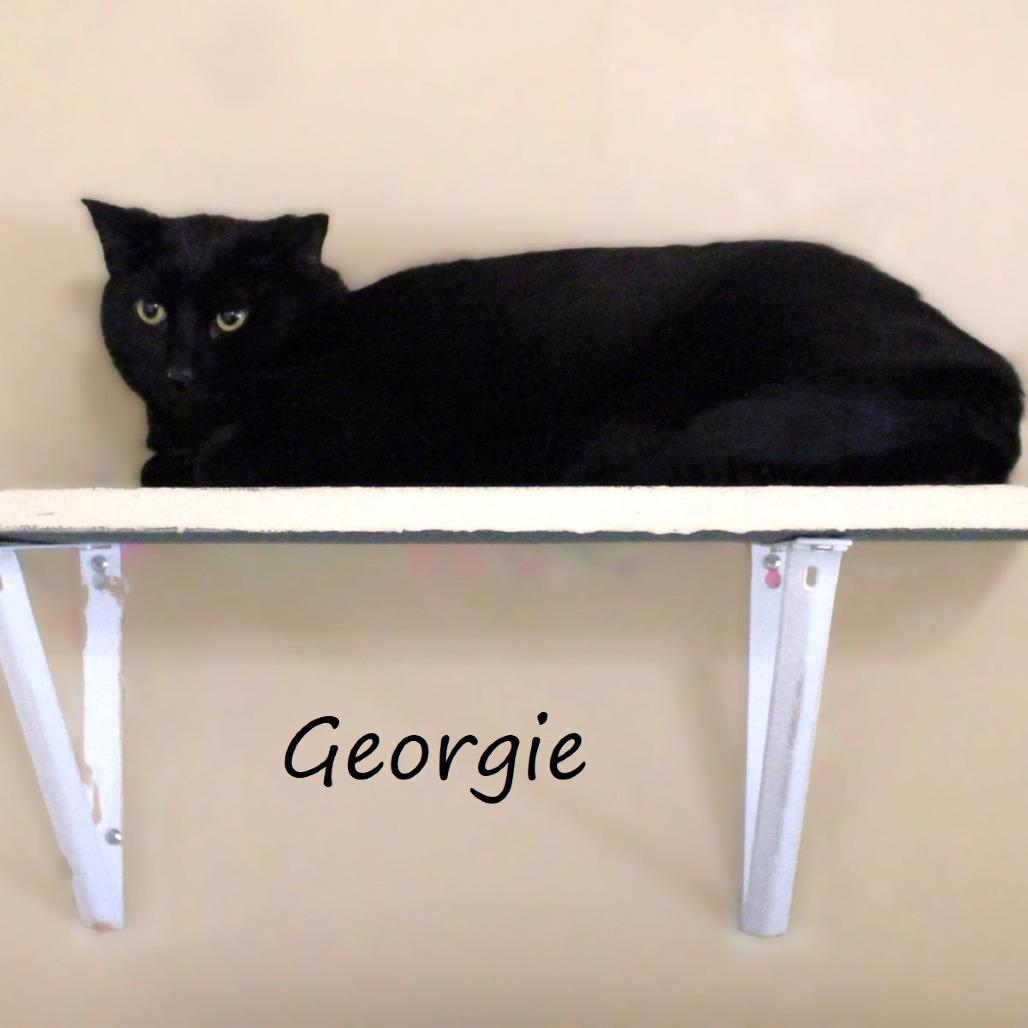 Georgie, Adoptable, Adult Male Domestic Short Hair.