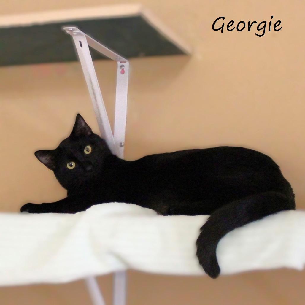 Georgie, Adoptable, Adult Male Domestic Short Hair.