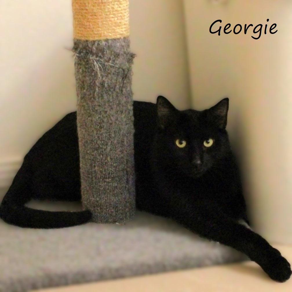 Georgie, a Adoptable Domestic Short Hair in Yucaipa, CA image 2/5