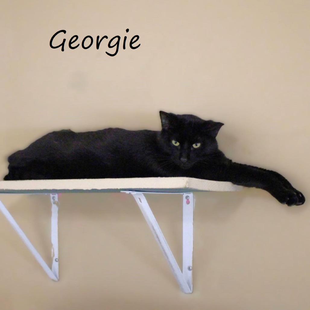 Enlarge Georgie, a Adoptable Domestic Short Hair in Yucaipa, CA image 2/2