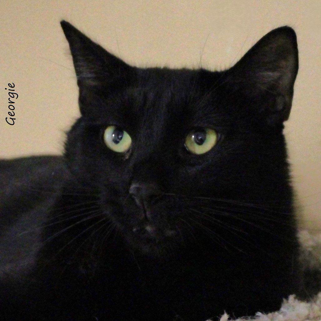 Enlarge Georgie, a Adoptable Domestic Short Hair in Yucaipa, CA image 4/6