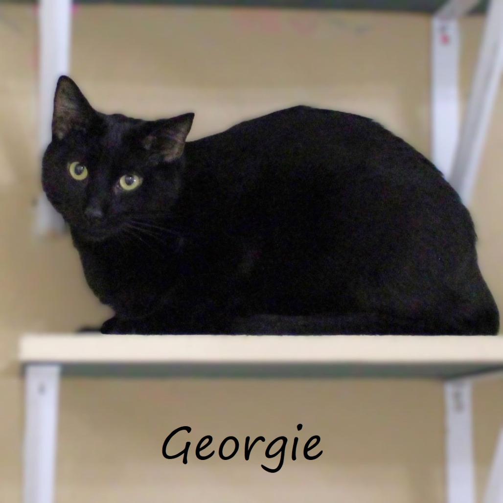 Georgie, a Adoptable Domestic Short Hair in Yucaipa, CA image 4/5