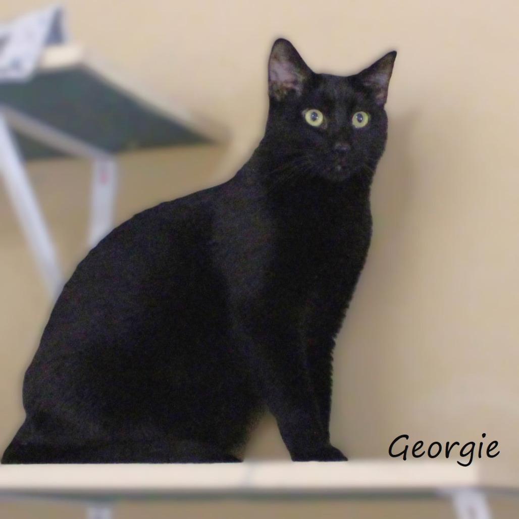 Georgie, a Adoptable Domestic Short Hair in Yucaipa, CA image 5/5
