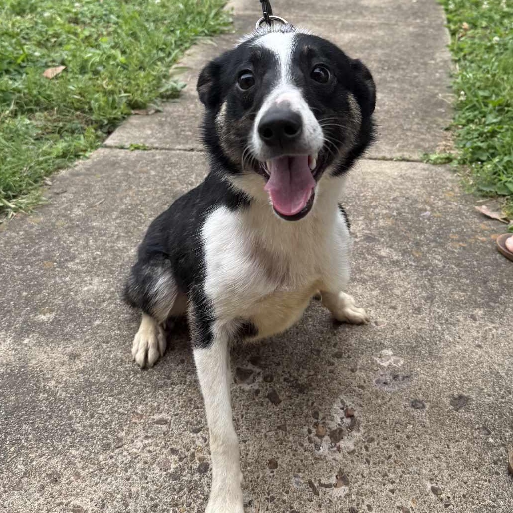 Enlarge Jodie, a Adoptable mixed breed in Chicago , IL image 3/6