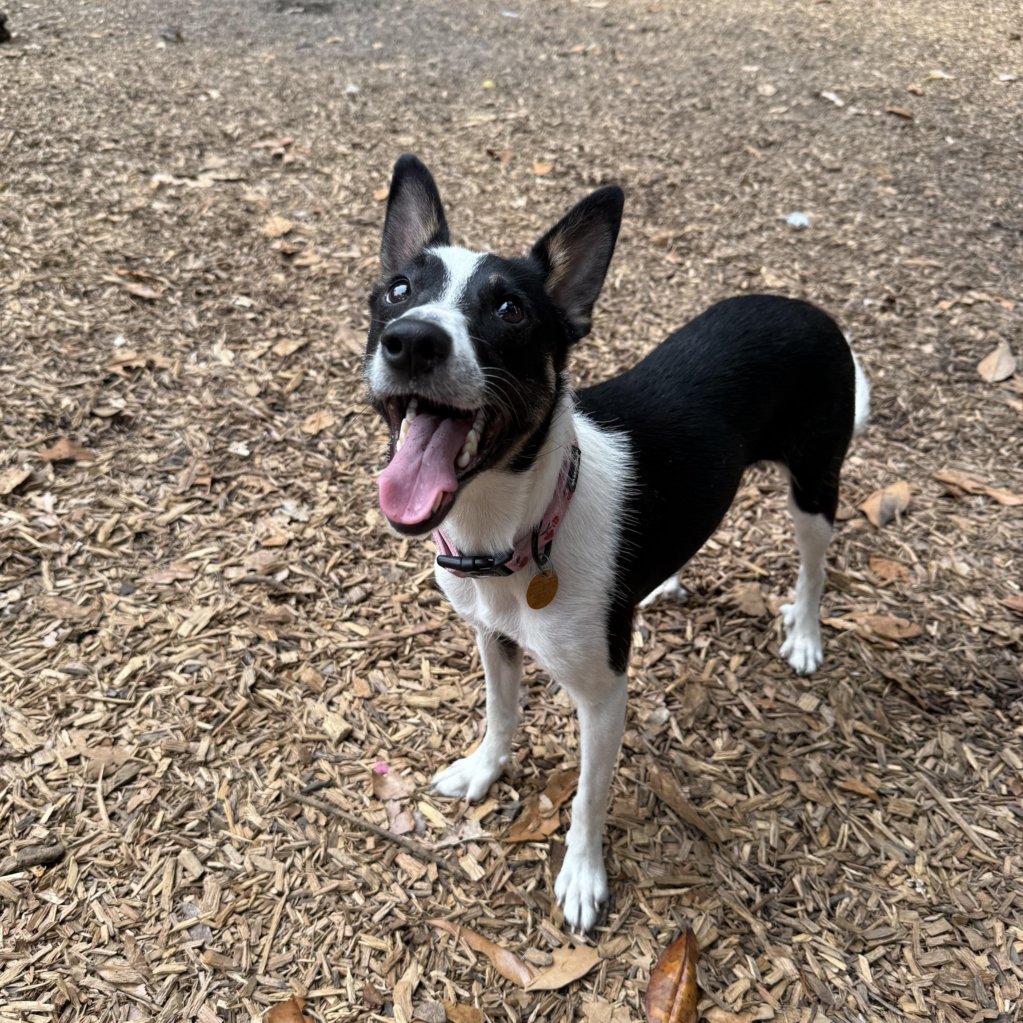 Enlarge Jodie, a Adoptable mixed breed in Chicago , IL image 4/6