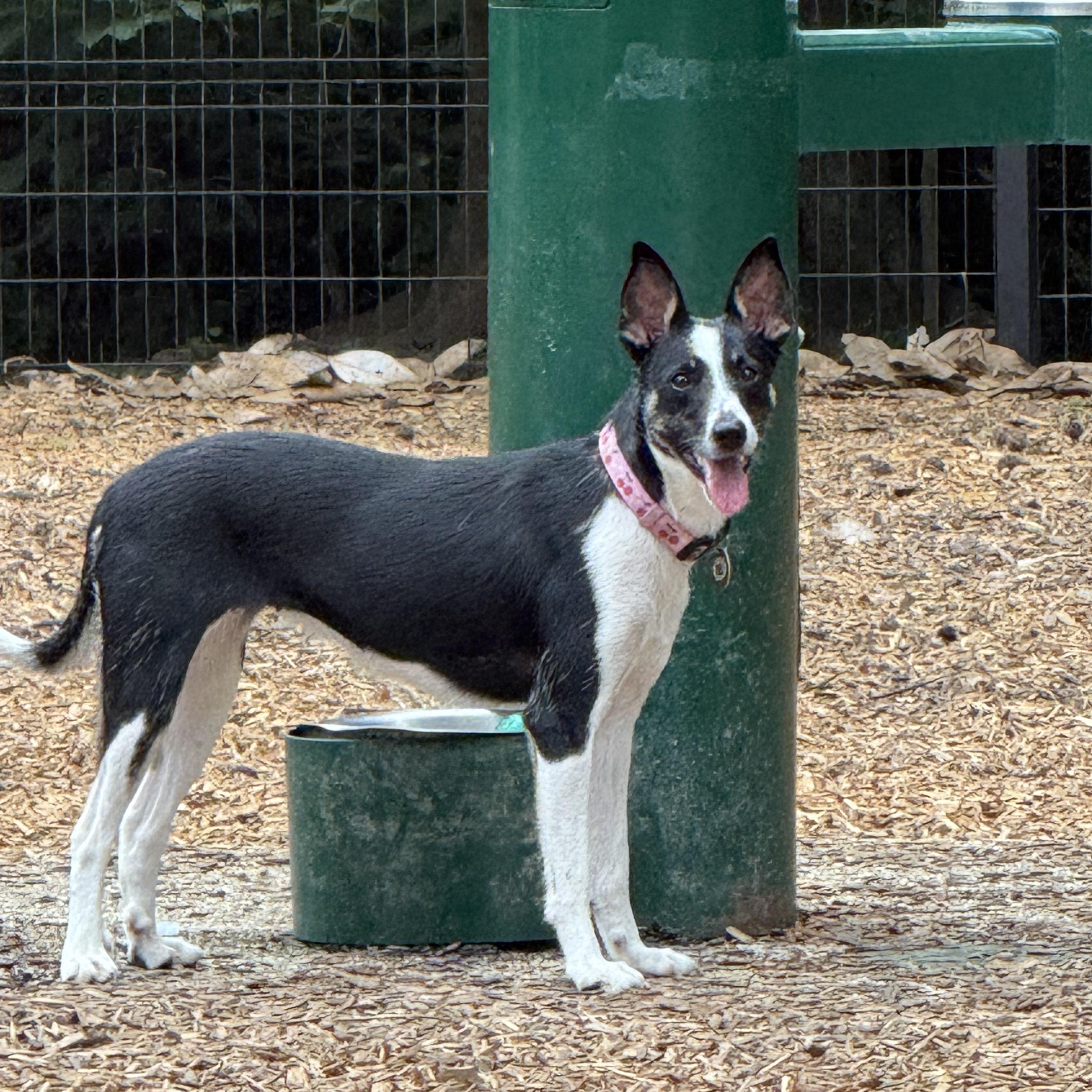 Enlarge Jodie, a Adoptable mixed breed in Chicago , IL image 5/6