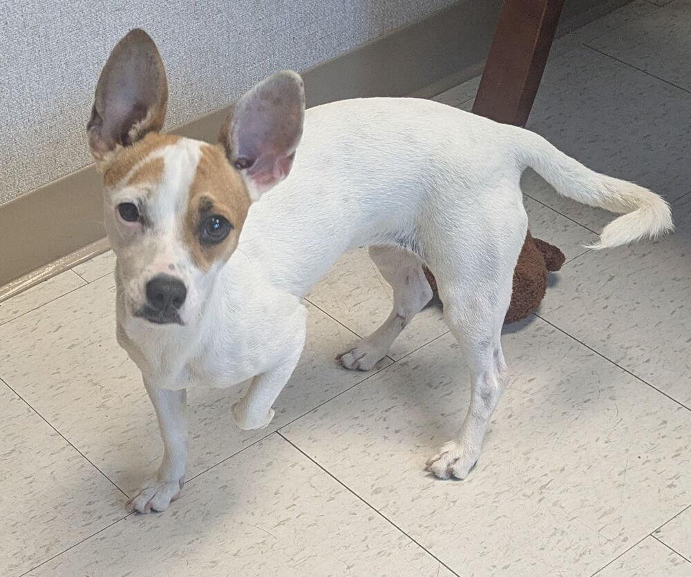 Pickles — thumbnail 2