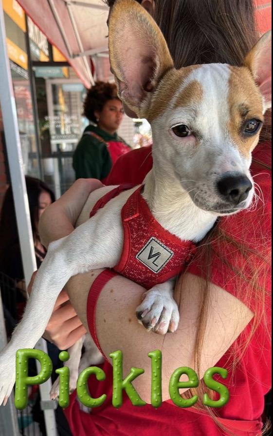 Pickles — thumbnail 3