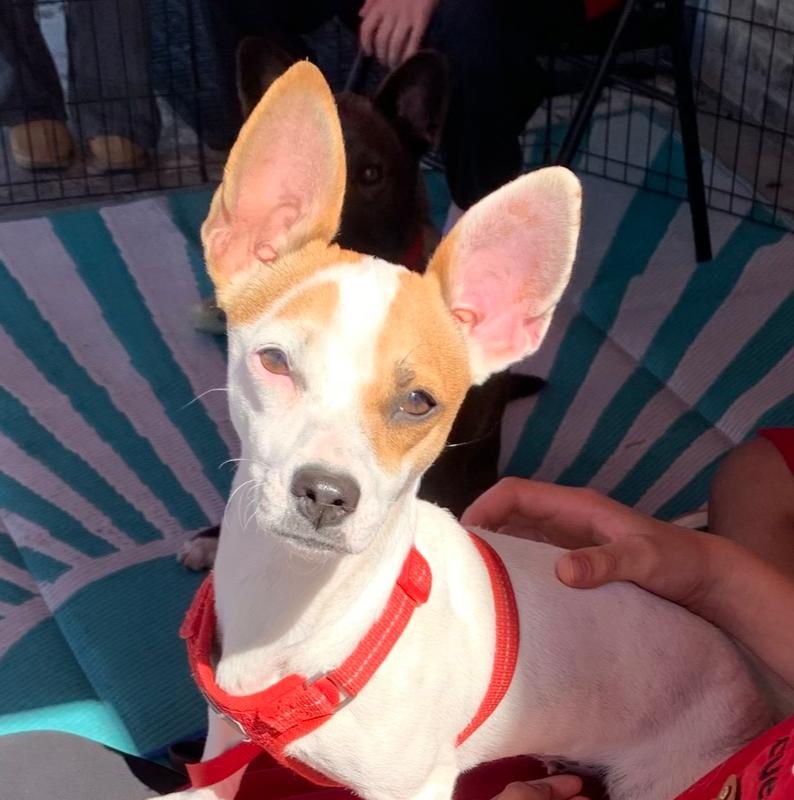 Pickles — thumbnail 4