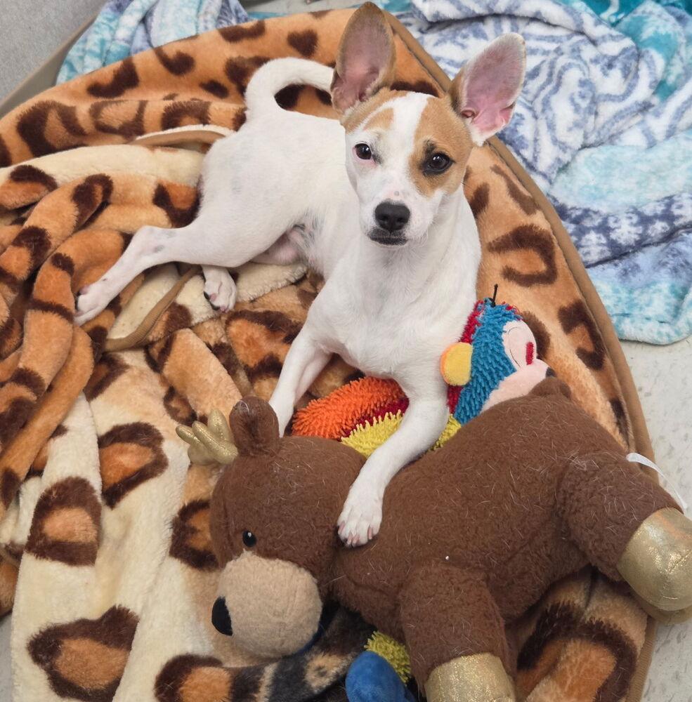 Pickles — thumbnail 5