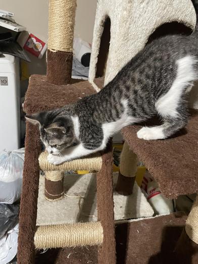 Cat for adoption - Pumpkin, a Tabby &amp; Domestic Short Hair Mix in ENFIELD, CT | Petfinder