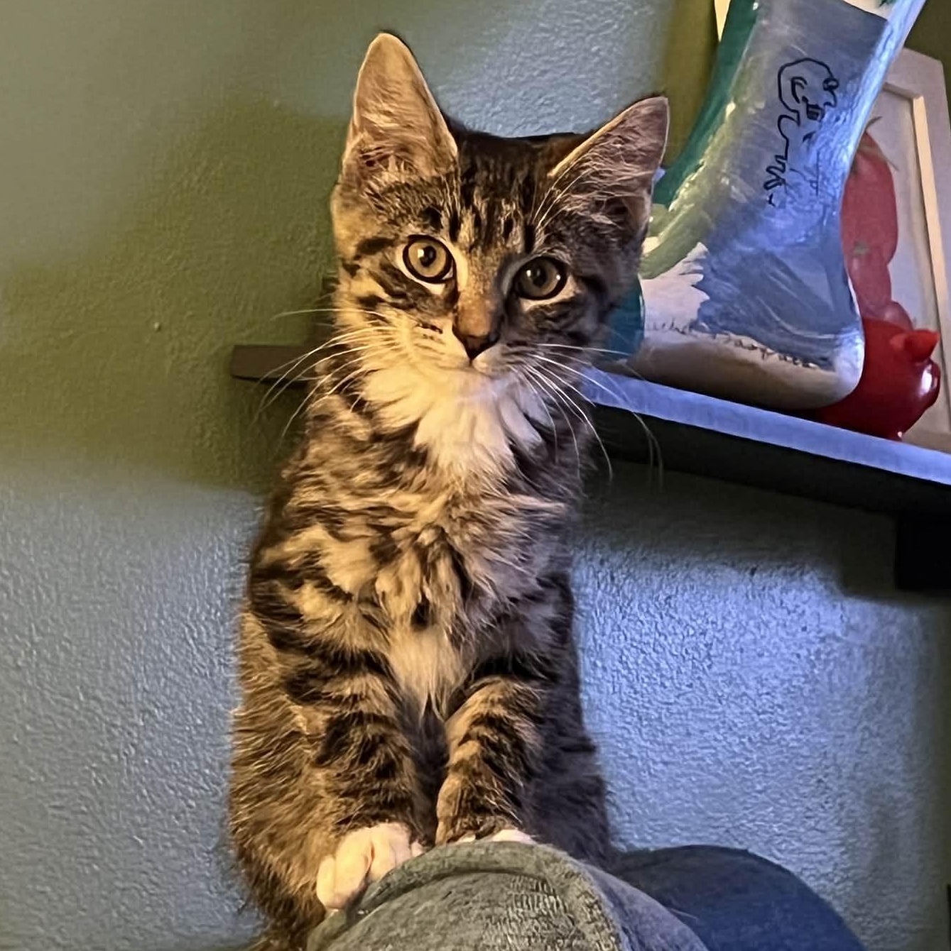 Mojo, ADOPTABLE, Kitten Male Domestic Short Hair.