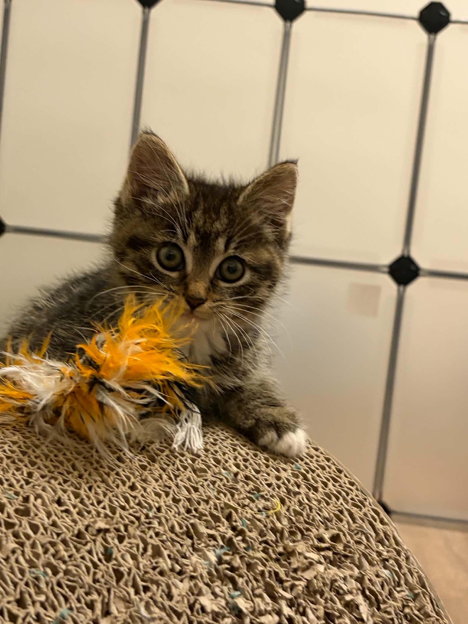 Enlarge Mojo, a ADOPTABLE Domestic Short Hair in Milwaukee, WI image 1/3