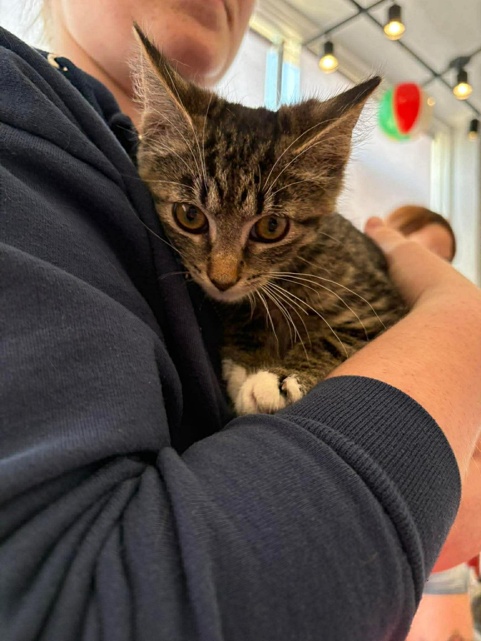 Mojo, a ADOPTABLE Domestic Short Hair in Milwaukee, WI image 6/6
