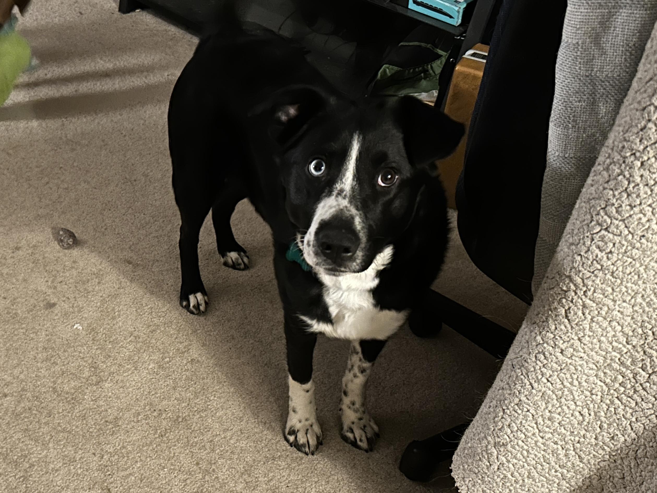 Rumi, adopted, Young Female Border Collie.