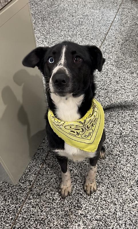 Enlarge Rumi, an adopted mixed breed in Aurora, IL image 2/4