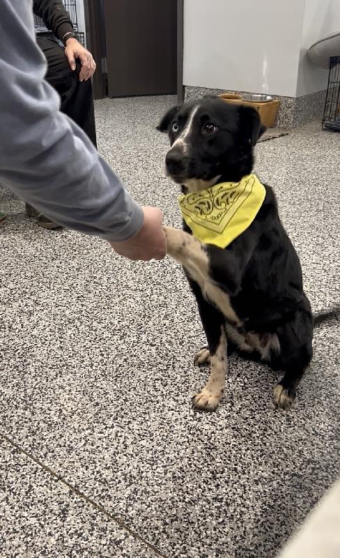 Enlarge Rumi, an adopted mixed breed in Aurora, IL image 3/4