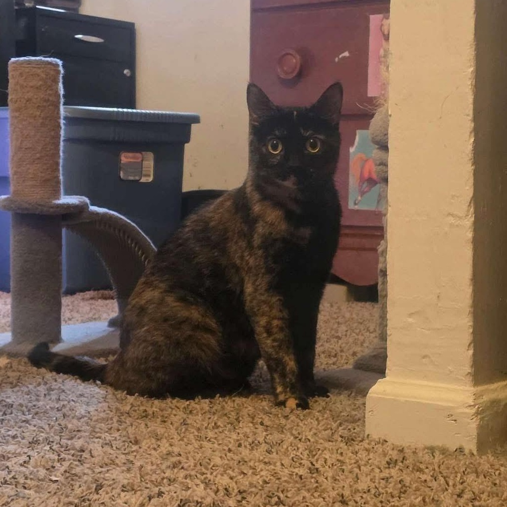 Sunny, ADOPTABLE, Adult Female Tortoiseshell.