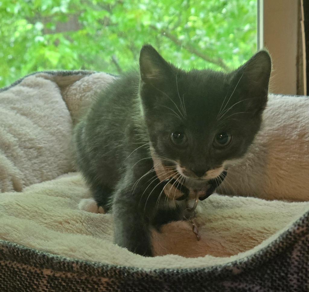Mr. Krabs, Adoptable, Kitten Male Domestic Short Hair.