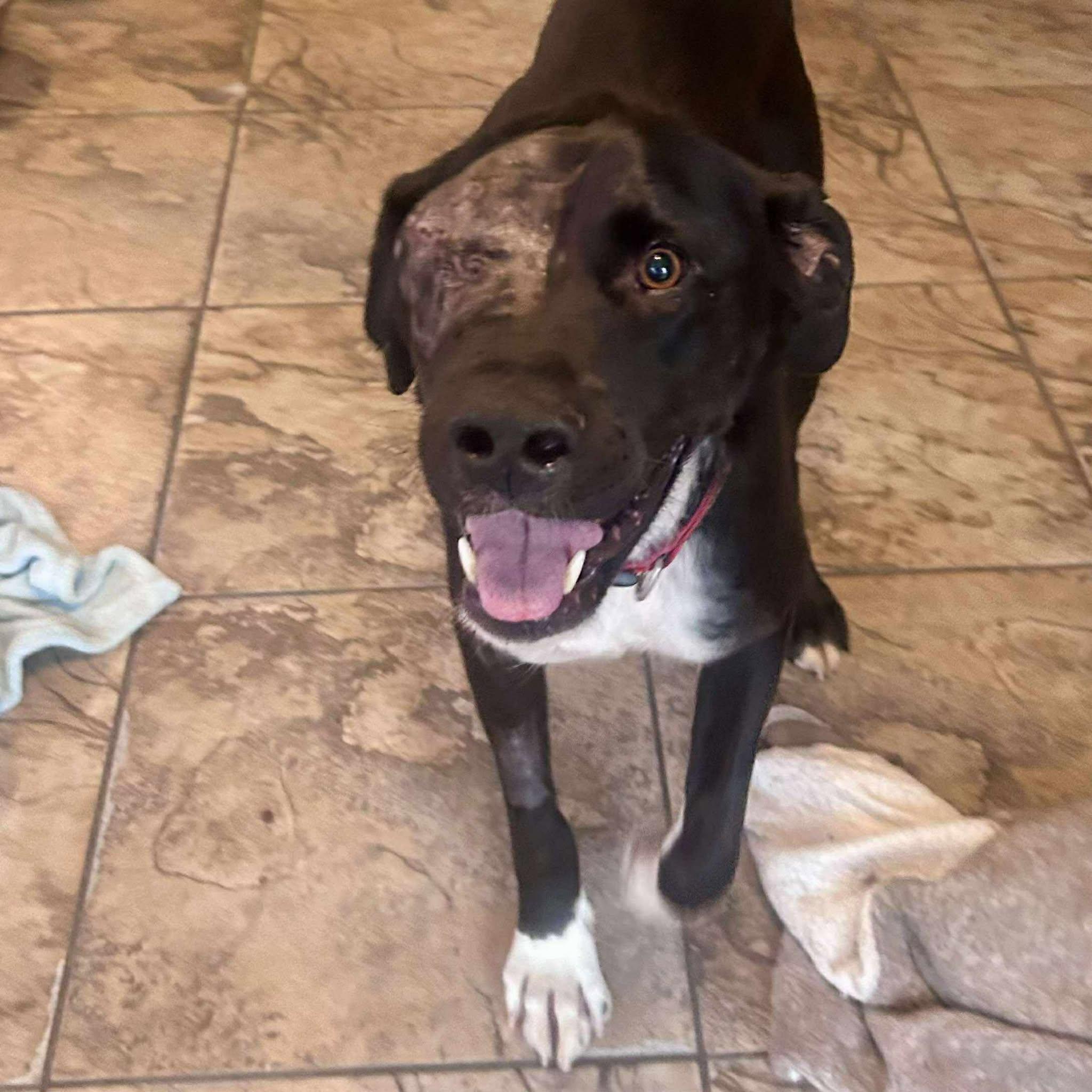 Kelso, a Adoptable mixed breed in Edmonton, AB image 2/6