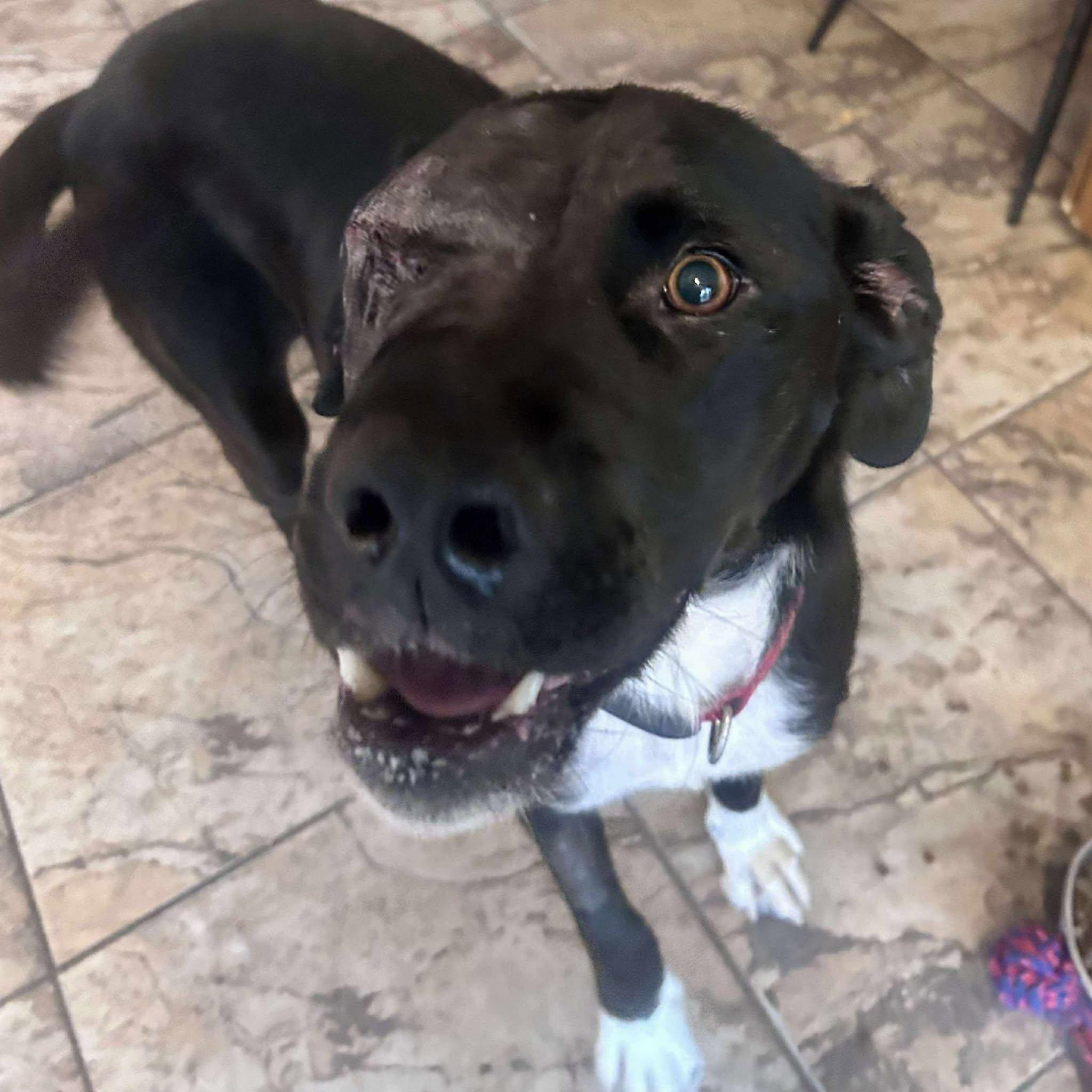 Kelso, a Adoptable mixed breed in Edmonton, AB image 5/6