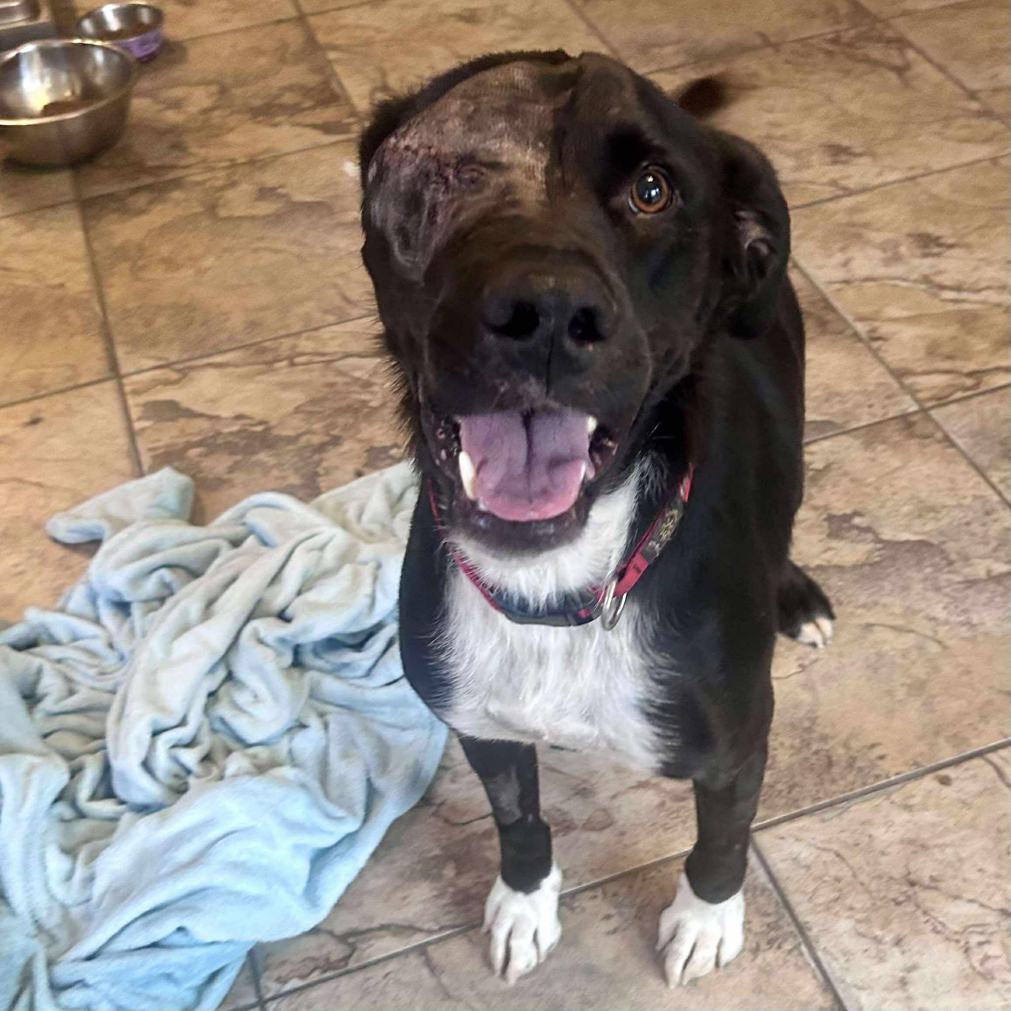 Kelso, a Adoptable mixed breed in Edmonton, AB image 6/6