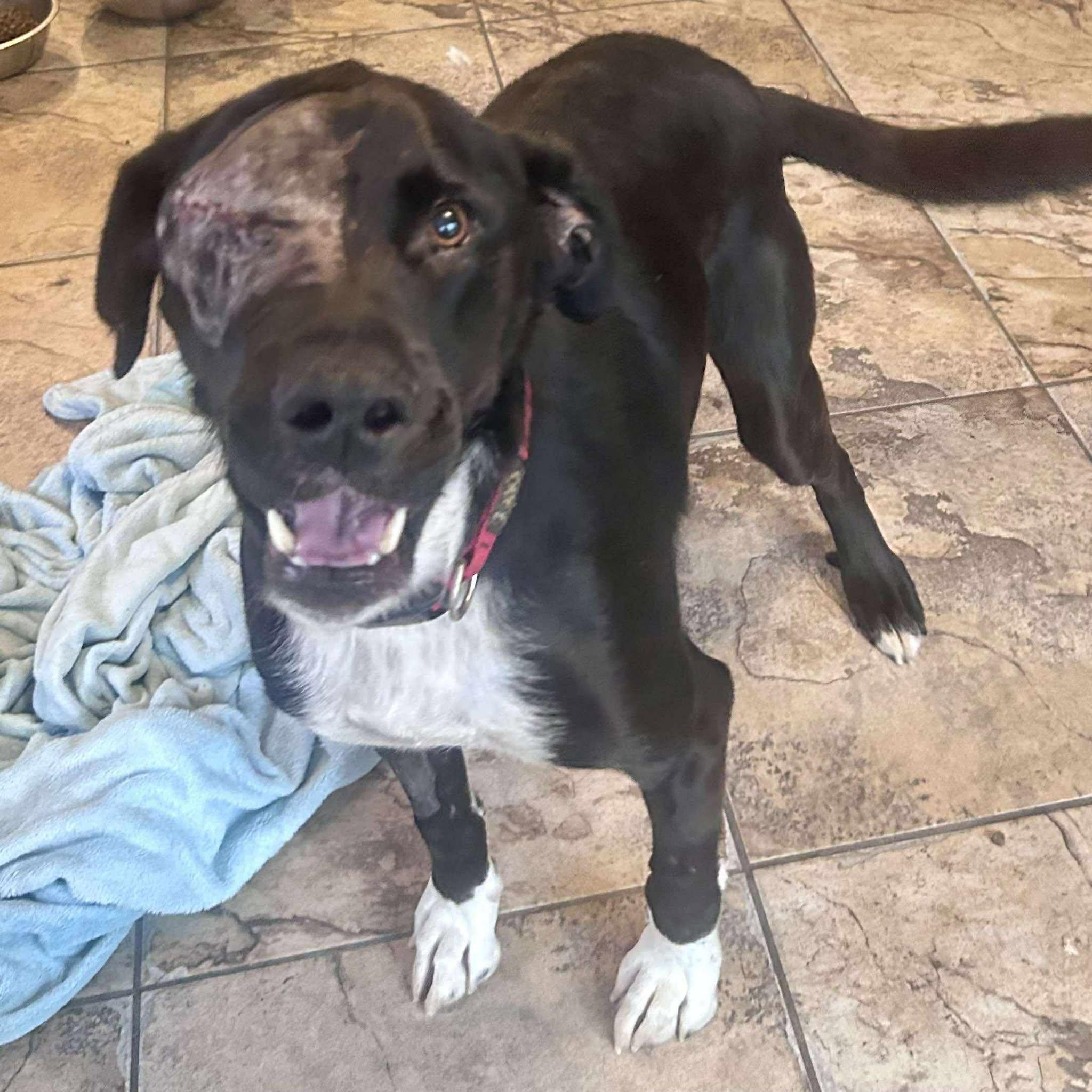 Kelso, Adoptable, Adult Male Black Labrador Retriever.