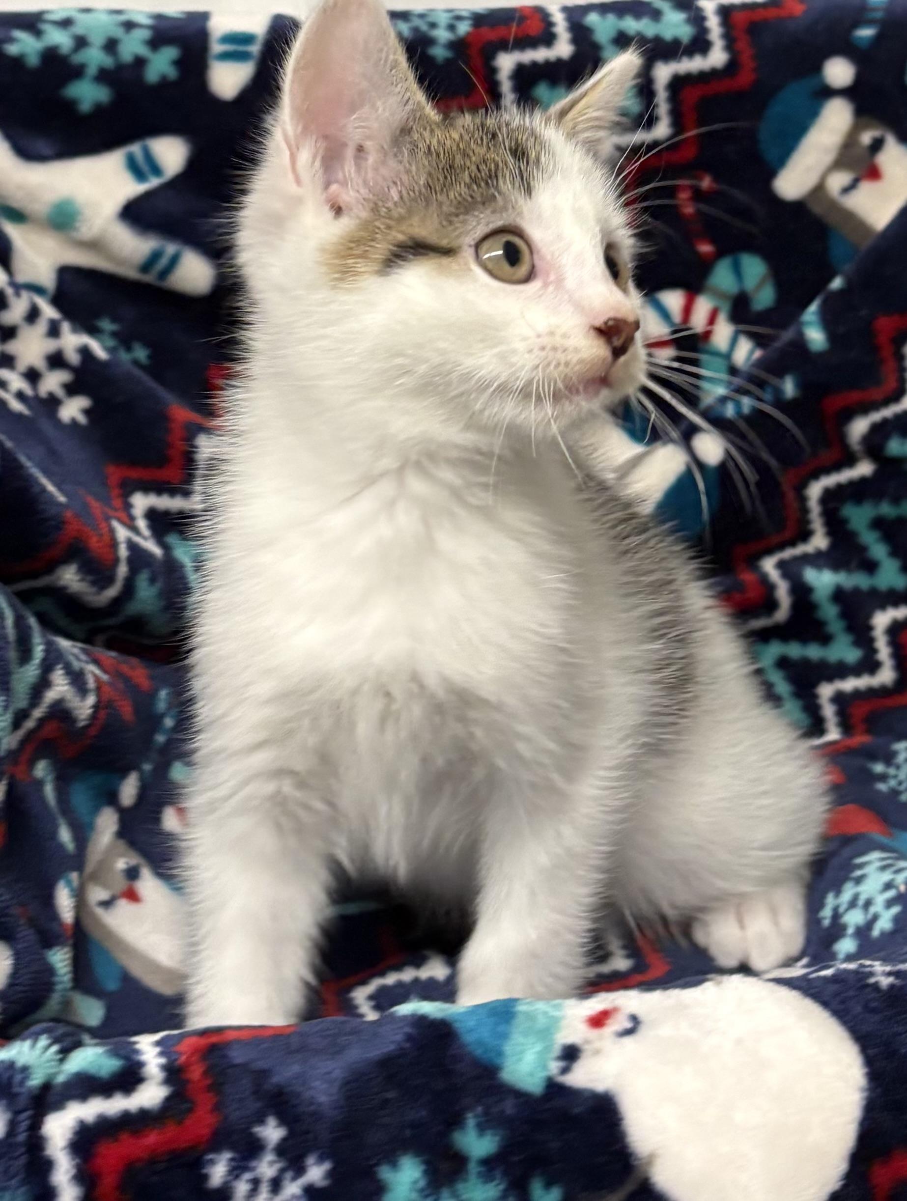 Enlarge Kitten, a Adopted Domestic Short Hair in Mansfield, CT image 2/2