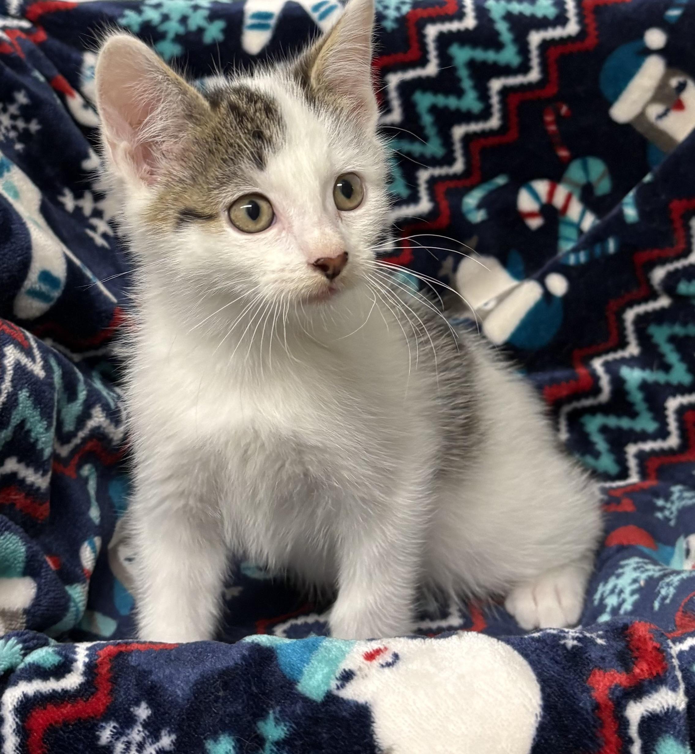 Kitten, Adoptable, Kitten Male Domestic Short Hair.