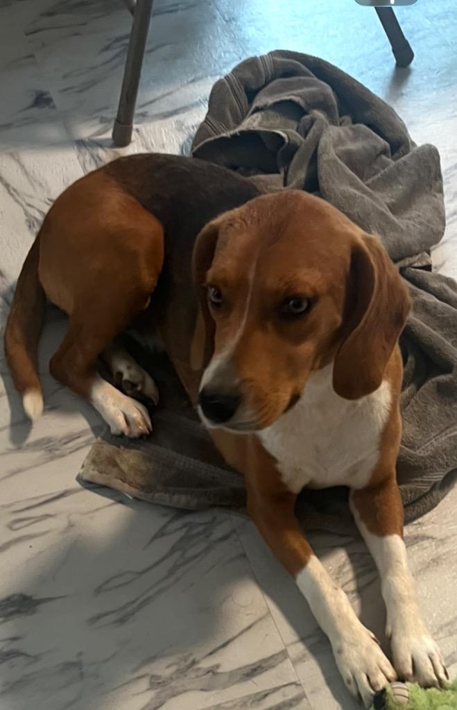 Enlarge Rosie, an adopted Beagle in Ruston, LA image 1/1