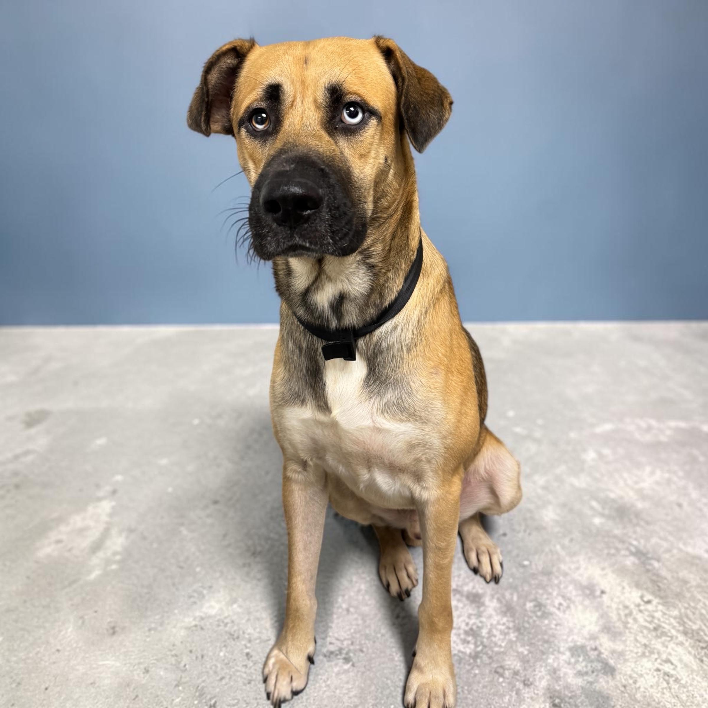 Enlarge Louie, a Adoptable mixed breed in Christiansburg, VA image 2/5