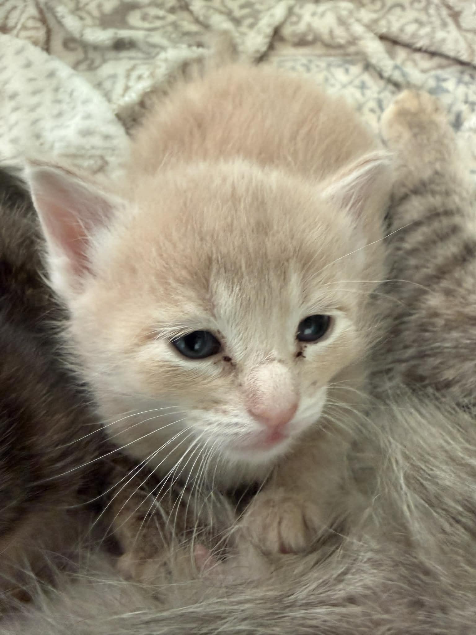Daffodil, Adopted, Young Female Domestic Short Hair.